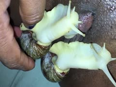 Black dirty slut wife masturbating with snails all over her smooth cunt - pervertslut
